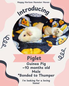 Rescue Guinea Pig Guinea Pigs for Adoption - Piglet & Thumper | PetCurious